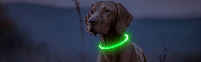 Dog Luminous Charge