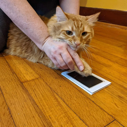 Paw Print Clean Touch